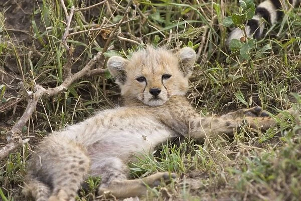Cheetah - 8 week old cub - Maasai Mara Reserve - Kenya