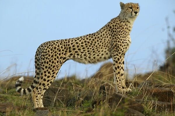 Cheetah LA 619 Transmara, Maasai Mara, Kenya Acinonyx jubatus © J. M. Labat  /  ardea. com