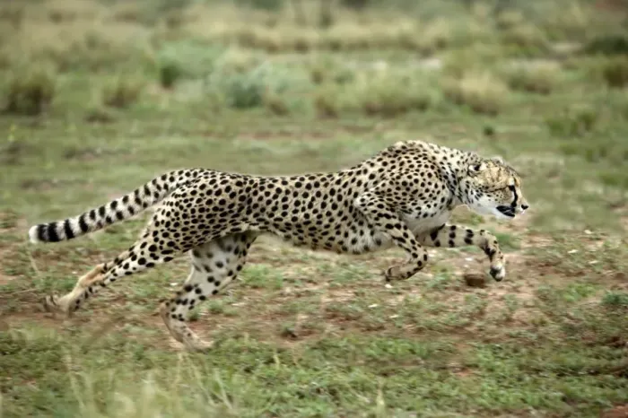Framed Print : Cheetah Print - Acinonyx jubatus Running in Namibia Framed Print : Cheetah Print - Acinonyx jubatus Running in Namibia