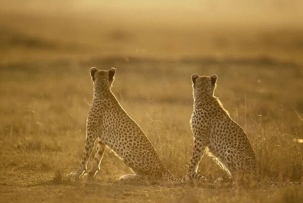 Cheetah - pair seated - Kenya JFL03431