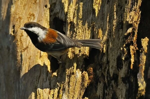 Chestnut-backed Chickadee - at nest cavity in old snag in old growth forest in Olympic National Park rain forest - WA - USA - June _C3B3307