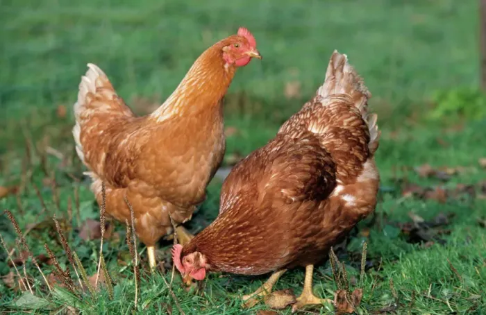 Framed Print : Chickens in a Green Meadow Print Framed Print : Chickens in a Green Meadow Print