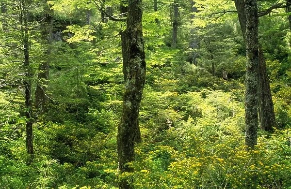 Chile - Lenga forest (Nothofagus pumilio) with Lilen (Azara petiolaris) understorey. 9 th Region Huerquehue National Park, Chile