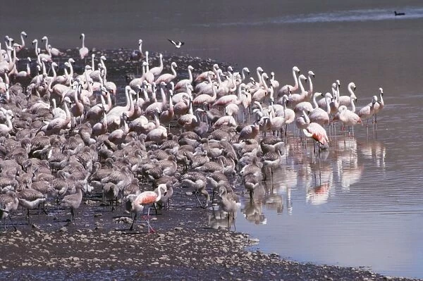 Chilean Flamingo - colony with young Andes, Peru