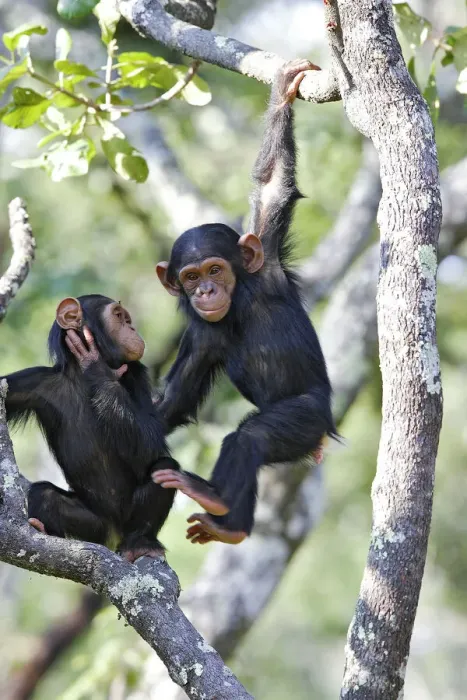Framed Print : Chimpanzee Print, Pan troglodytes Framed Print : Chimpanzee Print, Pan troglodytes