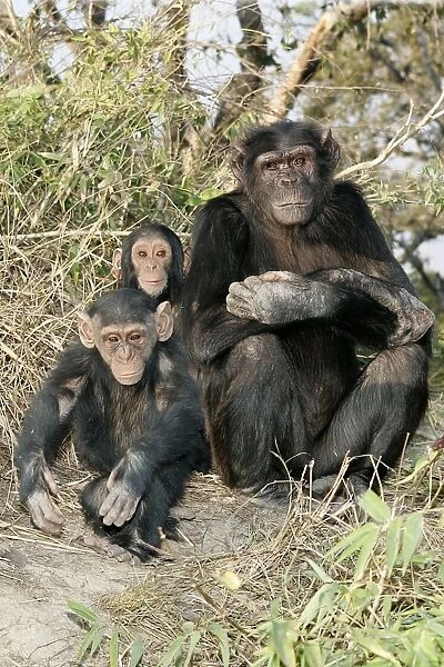 Chimpanzee - adult with young. Chimfunshi Chimp Reserve - Zambia - Africa