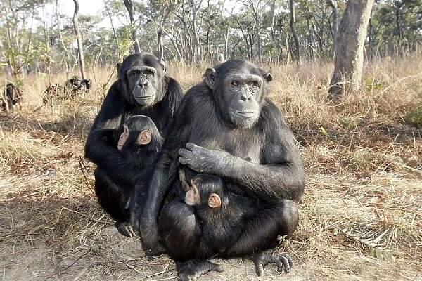Chimpanzee - two adults with young in arms. Chimfunshi Chimp Reserve - Zambia - Africa