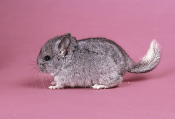 Chinchilla - 4 week old baby