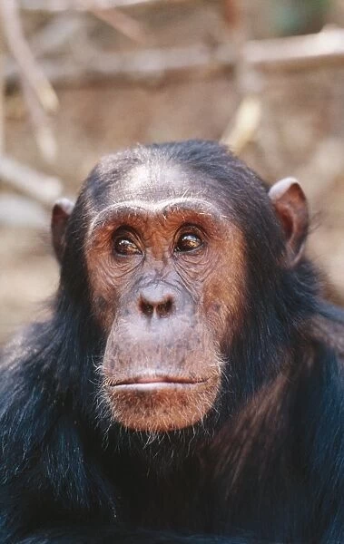 Chinpanzee - 'Gimble' male 16 yrs. Gombe, Tanzania