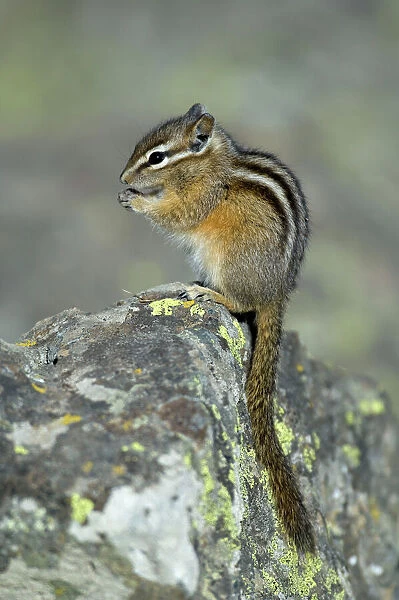 Least Chipmunk Portrait, sitting on rock eating Yellowstone NP. USA