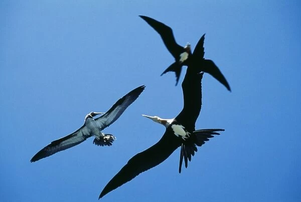 Christmas Island Frigtebird - Attacking Brown Booby (Sula leucogaster)