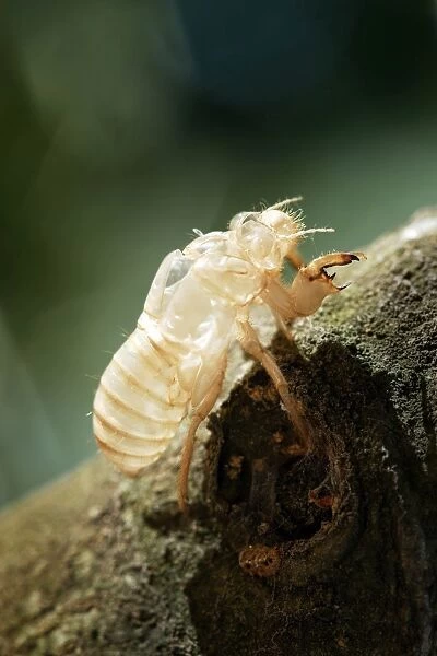 Cicada - Moult in olive tree. Provence - France