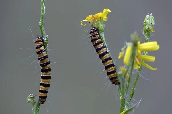 Cinnabar Moth caterpillar- feeding on foodplant Ragwort, Hessen, Germany