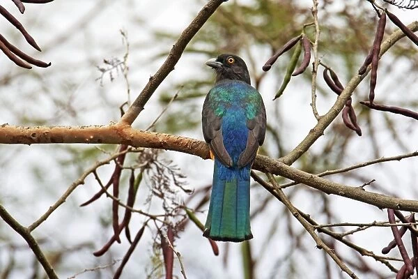 Citreoline Trogon, Endemic to Mexico. Nayarit in April