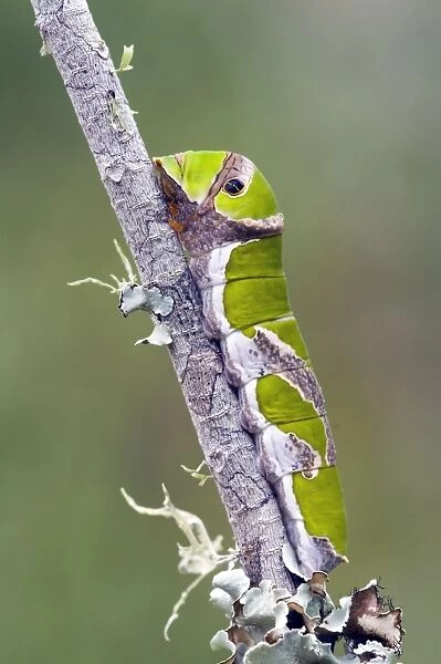 Citrus Swallowtail Butterfly - mature caterpillar - Grahamstown, Eastern Cape, South Africa