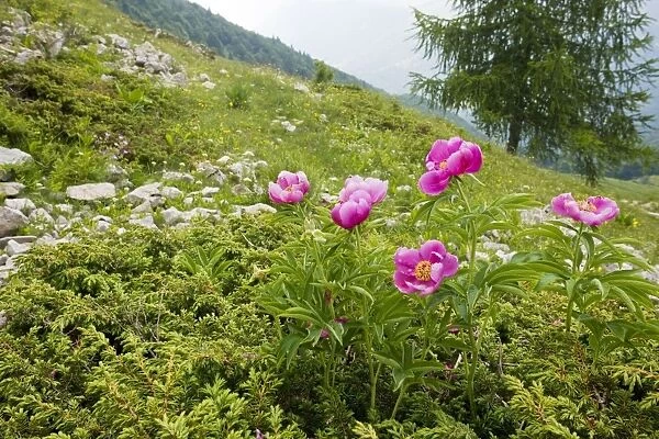 Clumps of a Peony  /  Paeony - on the slopes of Monte Baldo, Italy