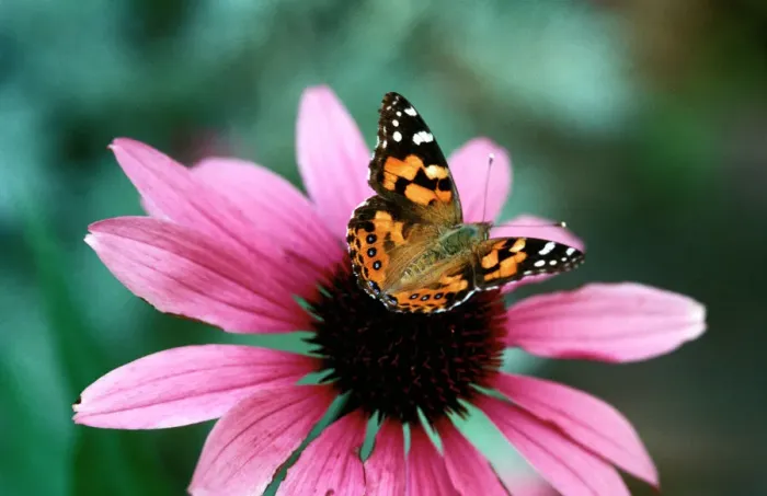 Framed Print : Australian Painted Lady Butterfly Print on Purple Coneflower Framed Print : Australian Painted Lady Butterfly Print on Purple Coneflower