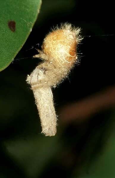 CLY02061. AUS-283. A bolas spider - with captured moth,