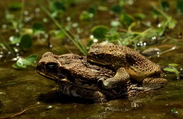 CLY03040. AUS-362. Cane toad - pair in amplexus