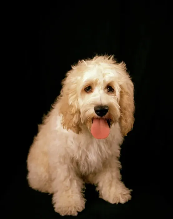 Framed Print : Cockapoo Dog Print Framed Print : Cockapoo Dog Print