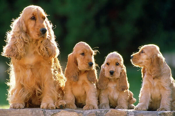 Cocker Spaniel Dogs - adult & puppys sitting in a row