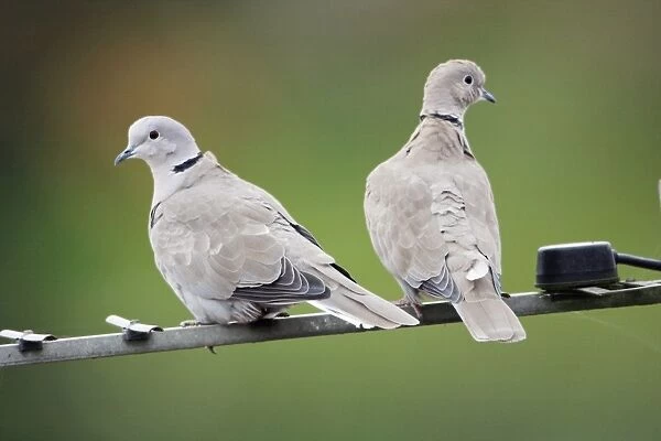 Collard Dove - pair sitting on TV aerial, Northumberland, England