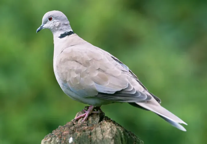 Framed Print : Collared Dove Print - Perched Bird Framed Print : Collared Dove Print - Perched Bird