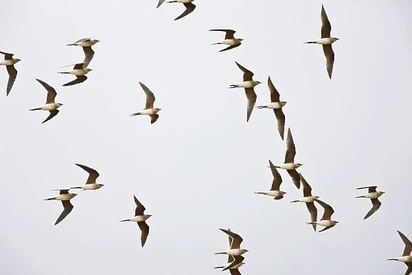 Collared Pratincole - flock in flight - April - Extremadura - Spain