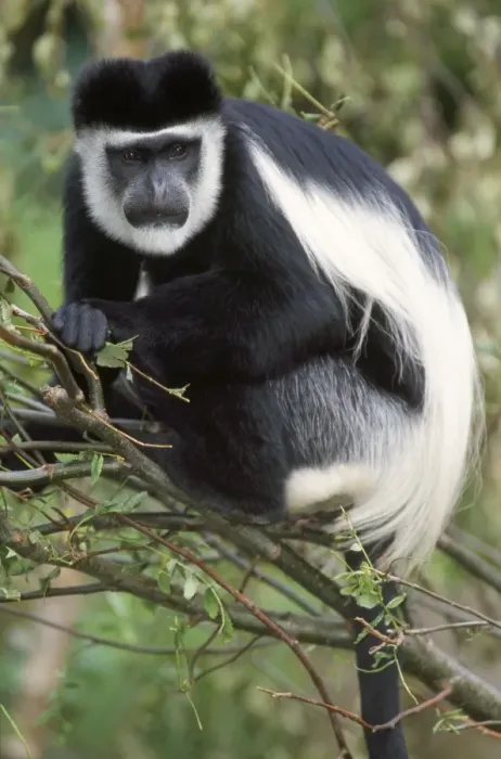 Framed Print : Black and White Colobus Monkey Print Framed Print : Black and White Colobus Monkey Print