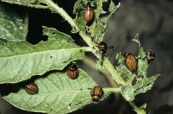 Colorado Beetle - larvae