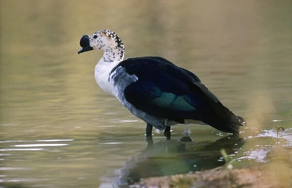 Comb Duck  /  Knob-billed Goose - male - Nigeria Africa