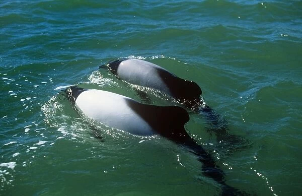 Commerson's Dolphin Puerto Deseado, Argentina