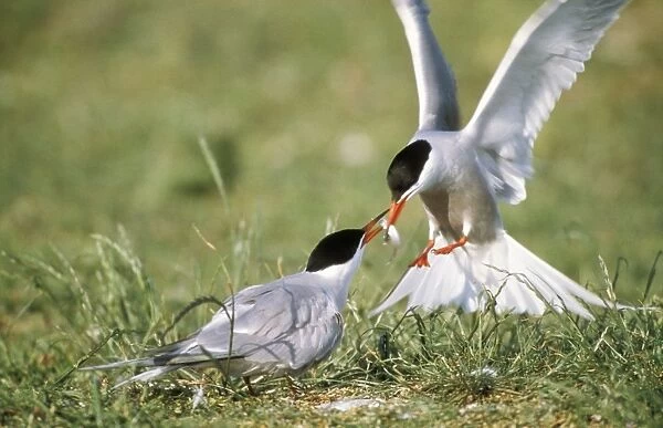 Commom Tern - male feeds female