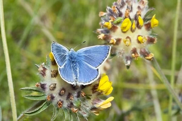 Common Blue Butterfly - feeding on kidney vetch - North Uist - Outer Hebrides - Scotland
