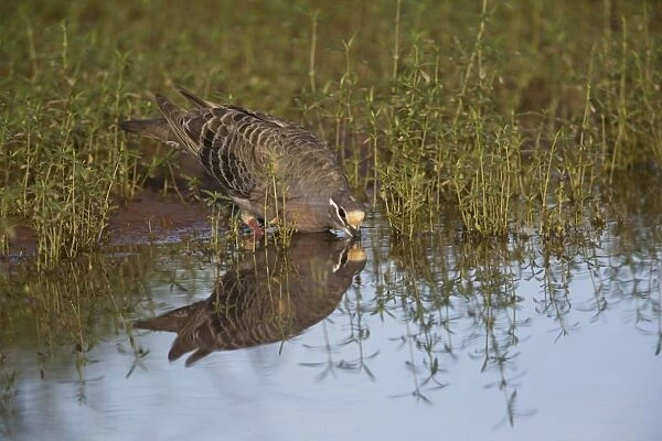 Common Bronzewing A male at a waterhole at Ti Tree, Northern Territory, Australia