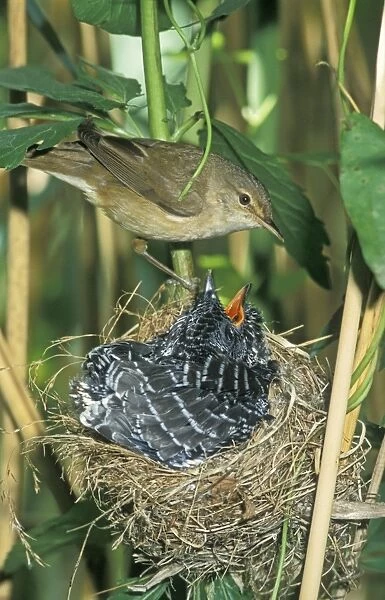 Common Cuckoo - Juvenile in nest being fed by Reed Warbler - Overijssel - The Netherlands