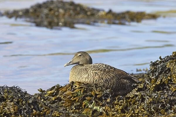 Common Eider - On seaweed Unst, Shetland, UK BI010369