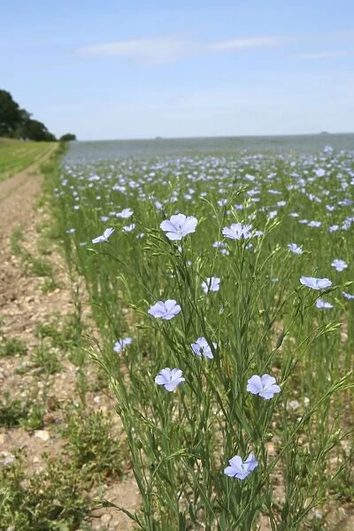 Common Flax  /  Linseed - grown for its fibres which can be used to make linen and its seeds which are a source of linseed oil - Hungerford - Berkshire - UK