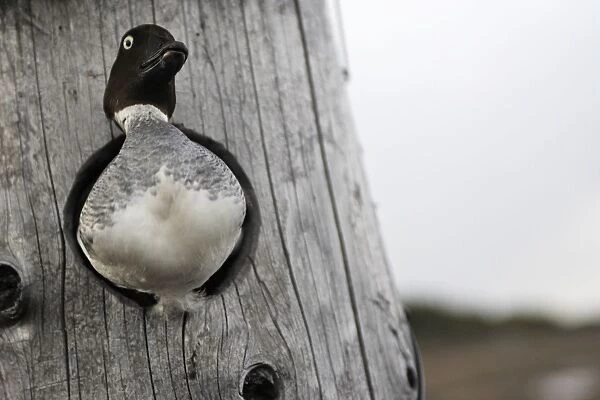 Common Goldeneye - looking out from in nest. Kuhmo - Finland