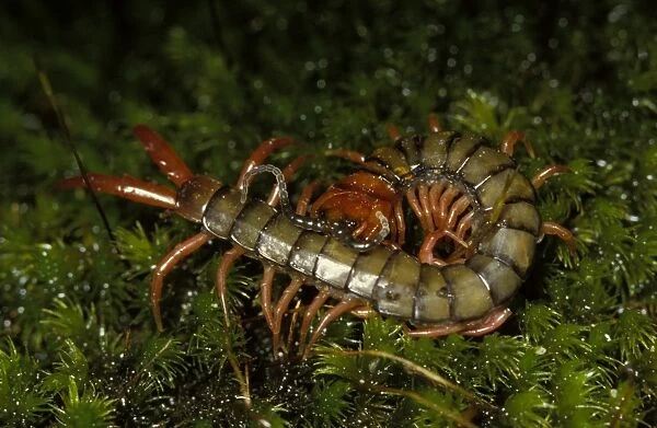 A common large centipede, unidentified species