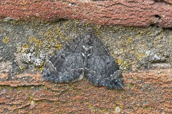 Common Marbled Carpet - resting on wall - Lincolnshire - England