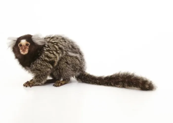 Framed Print : Common Marmoset Print - Eastern Brazil Studio Side View Framed Print : Common Marmoset Print - Eastern Brazil Studio Side View