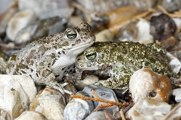 Common Midwife Toad. Marquenterre - France