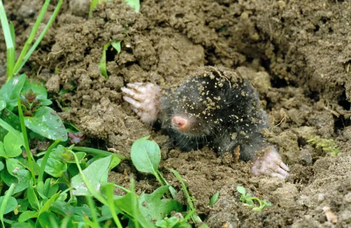 Framed Print : Common Mole Emerging from Ground Print Framed Print : Common Mole Emerging from Ground Print