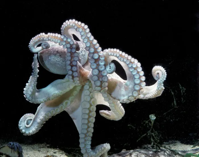 Framed Print : Common Octopus Print, LA-1499 Framed Print : Common Octopus Print, LA-1499