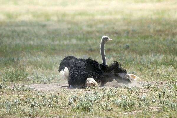 Common Ostrich - Male dust bathing. Occurs throughout sub-Saharan Africa except for rainforests and central African belt of Brachystegia woodland (miombo). Kgalagadi Transfrontier Park, Northern Cape, South Africa