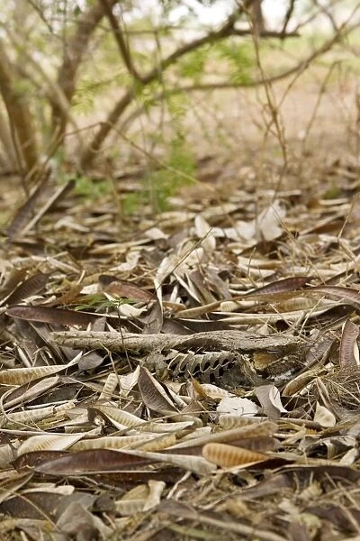 Common Pauraque - in nest