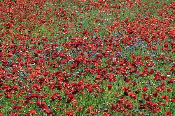 Common Poppies and Cornflower - Flowering in meadow Isle of Texel, Holland