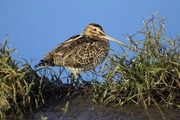 Common Snipe - resting at edge of fresh water lake, Northumberland National Park, England