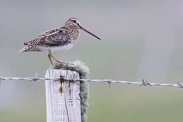 Common Snipe - Single adult perching on fence post, North Uist, Outer Hebrides, Scotland, UK